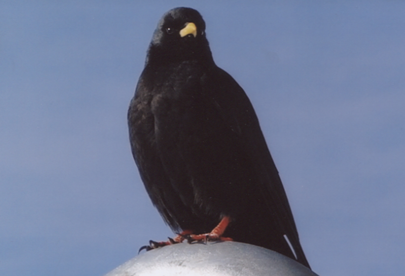 Alpine Chough